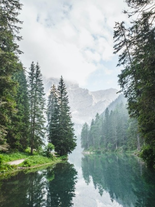 Trees and river