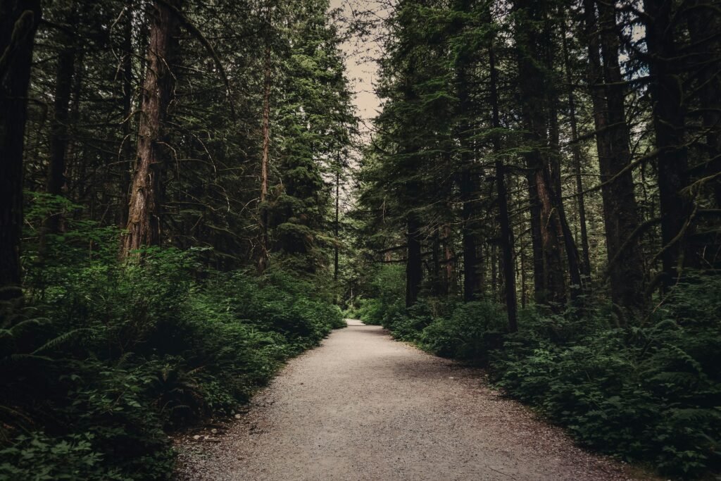 Path through the forest