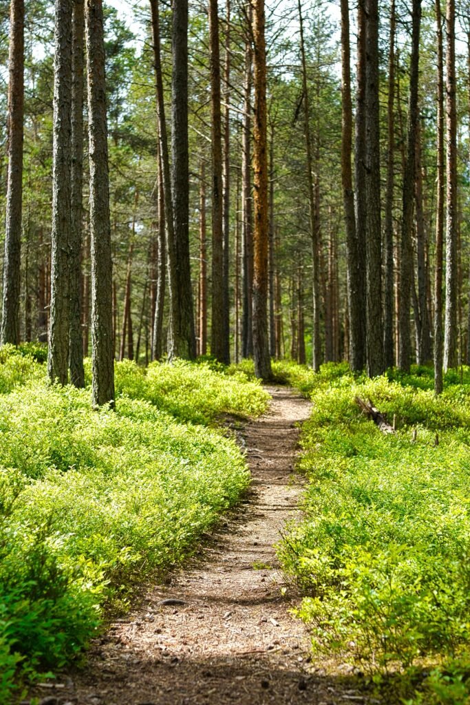 Path through woods